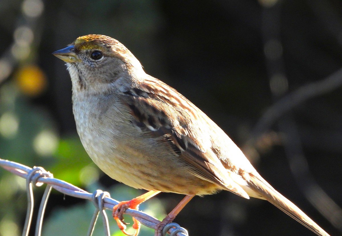Golden-crowned Sparrow - ML646641445