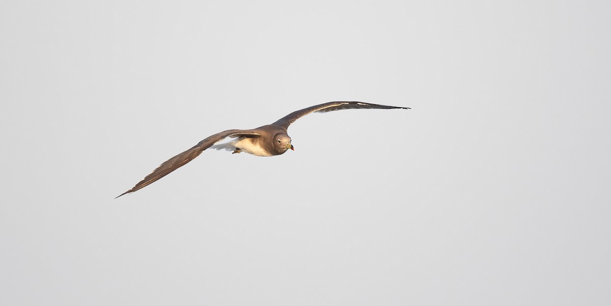 ススケカモメ - ML646641447