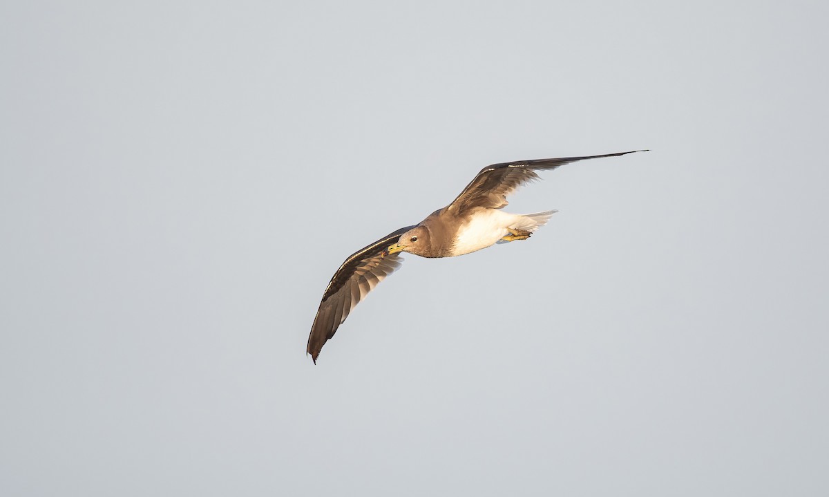 ススケカモメ - ML646641449