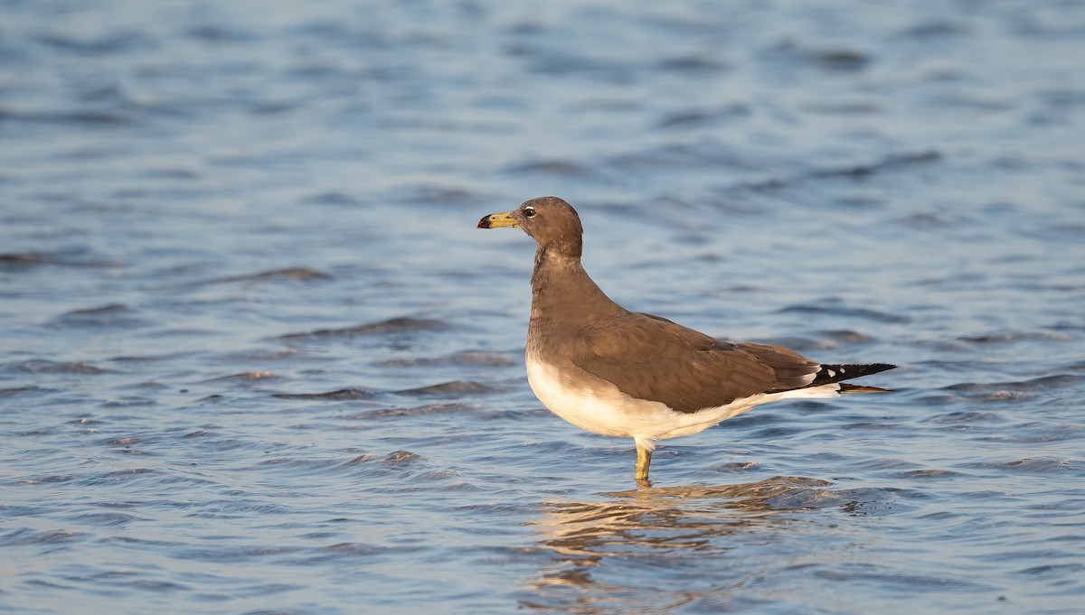 ススケカモメ - ML646641450