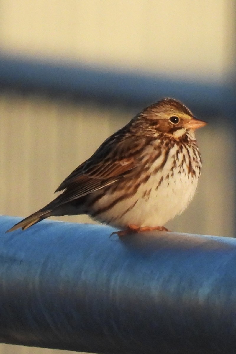 Savannah Sparrow - ML646641451