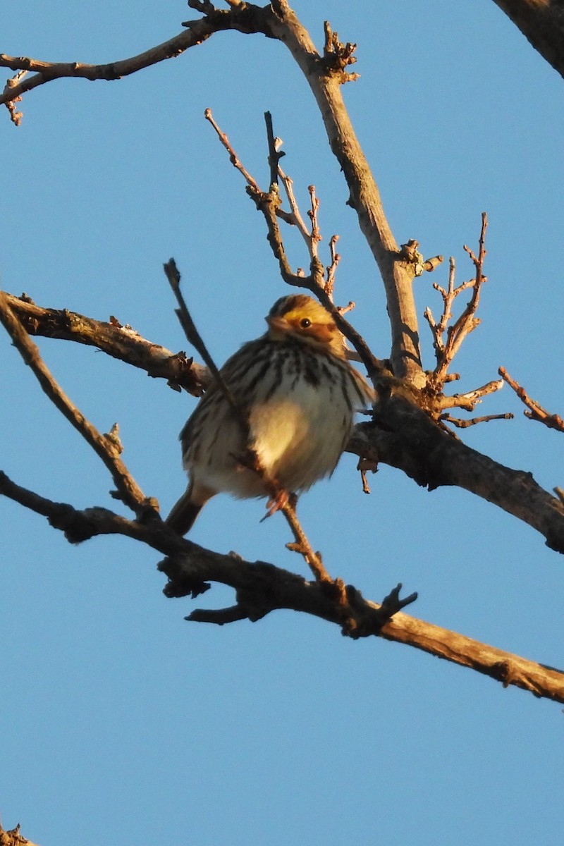 Savannah Sparrow - ML646641452