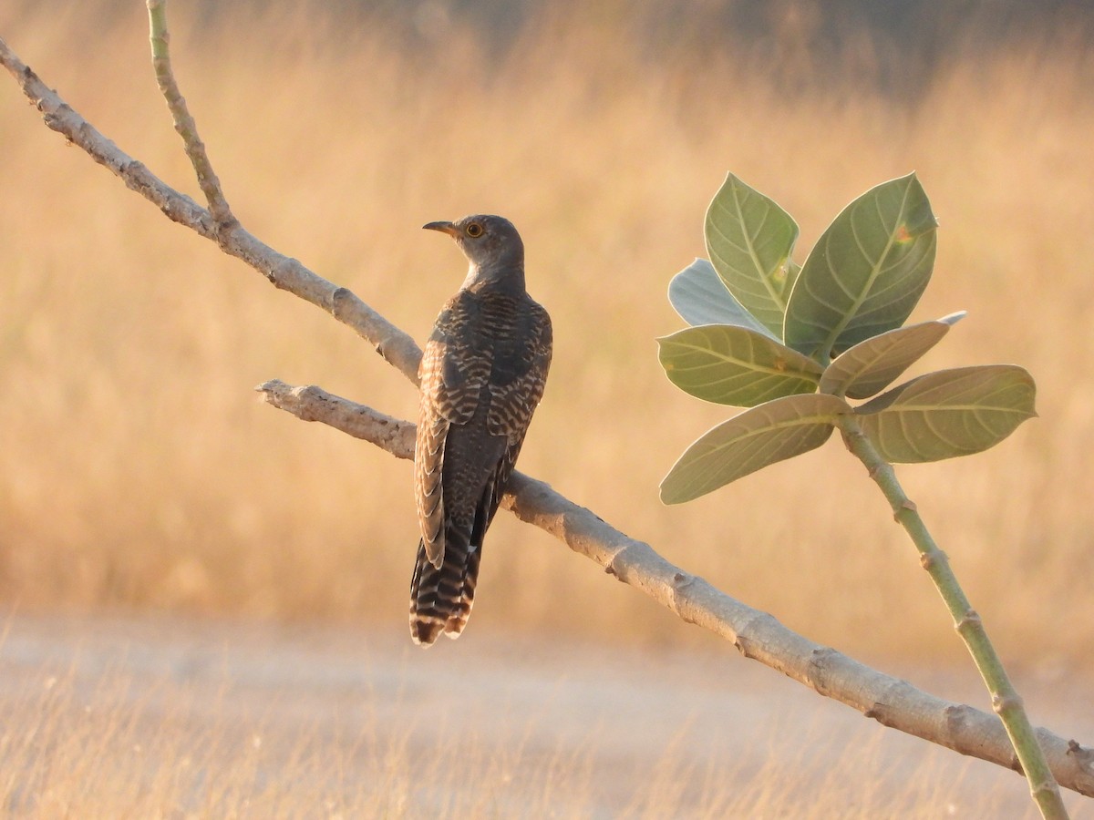 Kuku eurasiarra - ML646641453