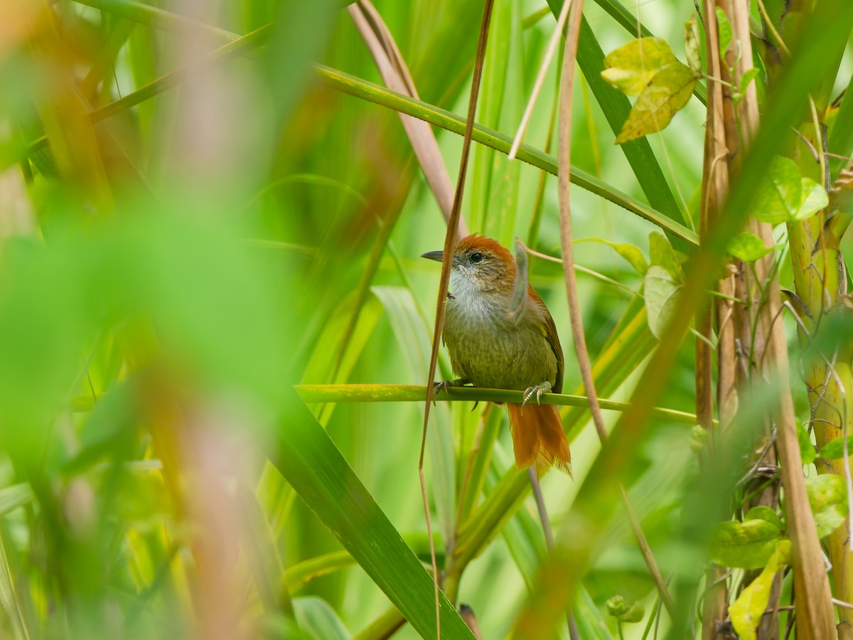 Parker's Spinetail - ML646641454