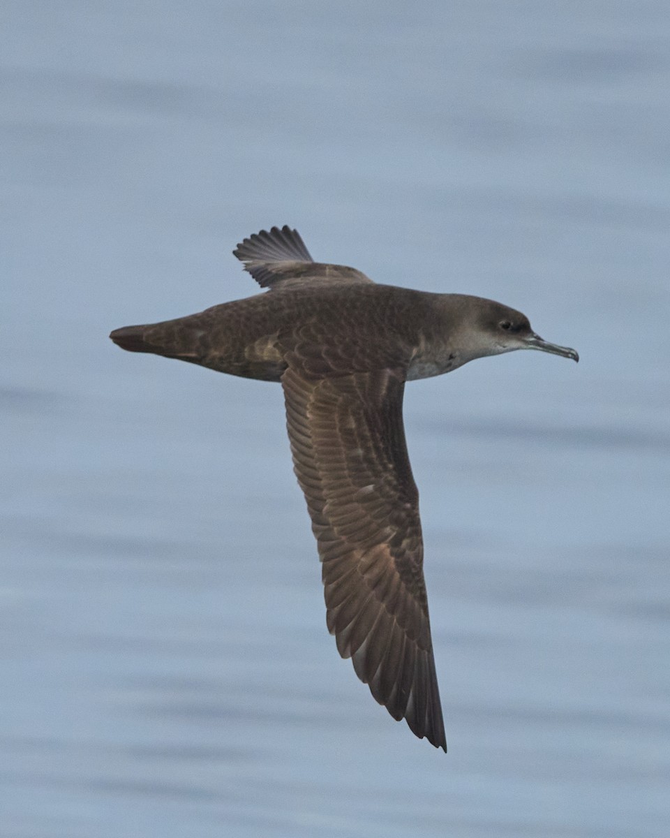 Balearic Shearwater - ML646641455
