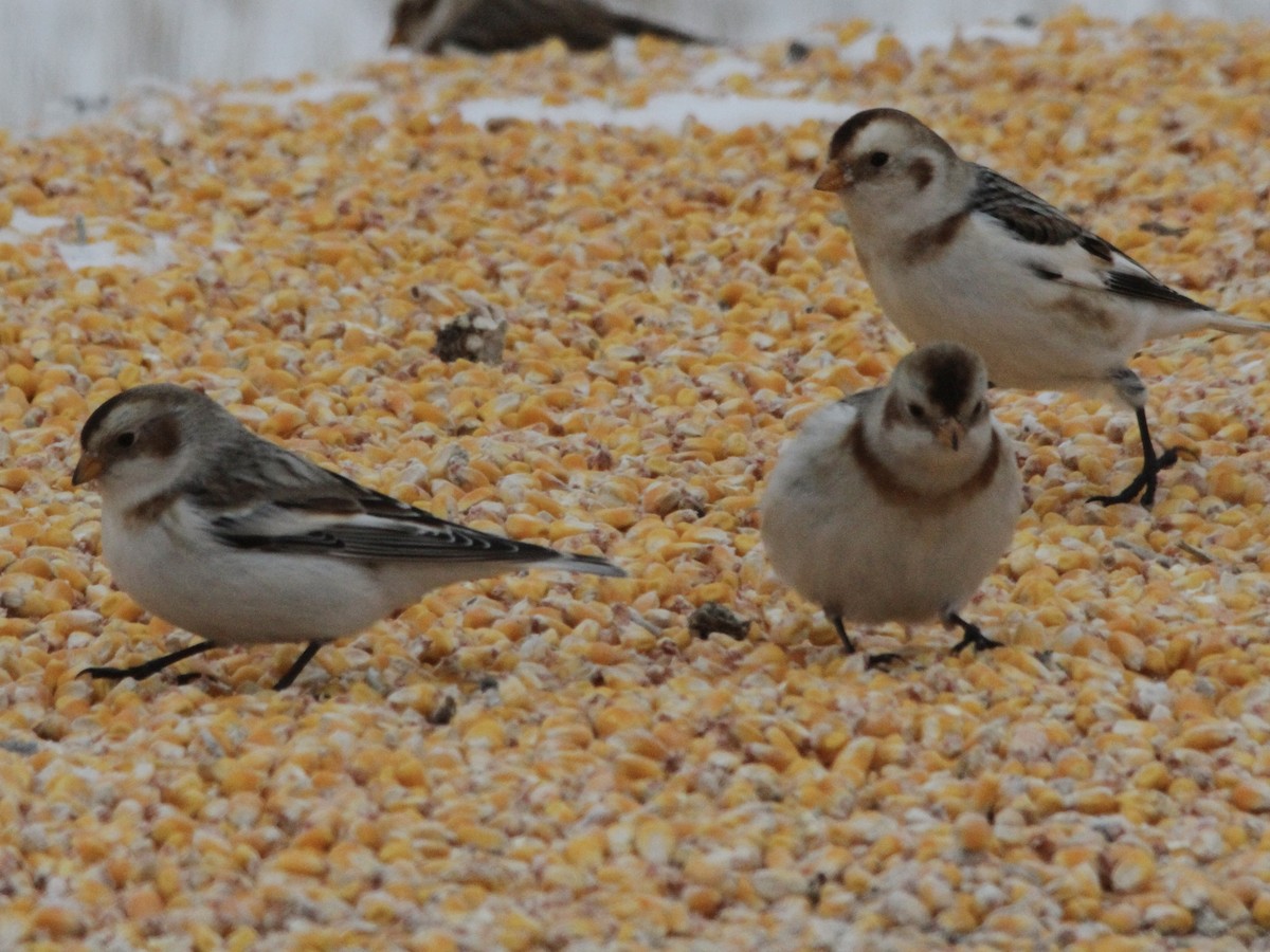 גיבתון שלג - ML646641463