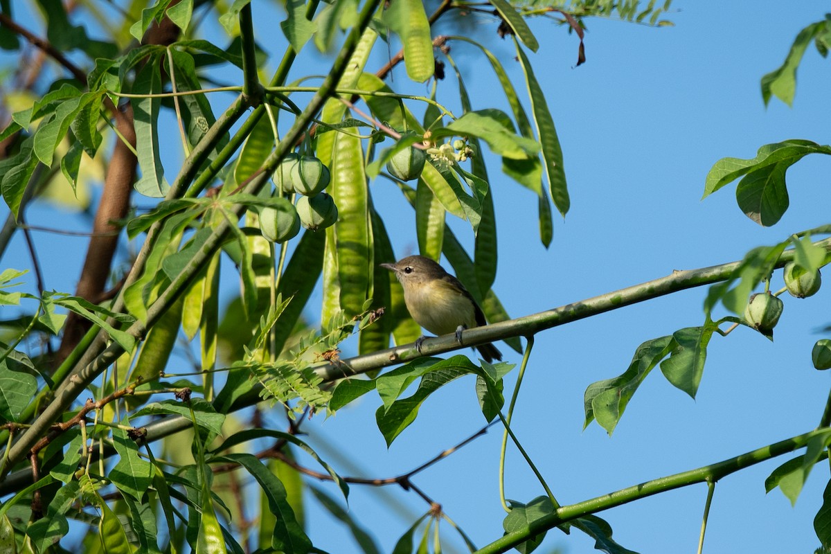 Bell's Vireo - ML646641471