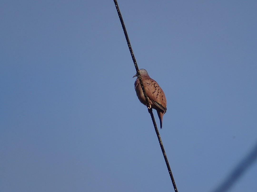 Ruddy Ground Dove - ML646641483