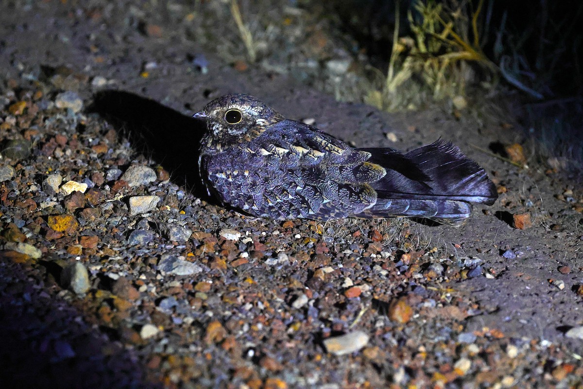 Chotacabras Portaestandarte - ML646641487