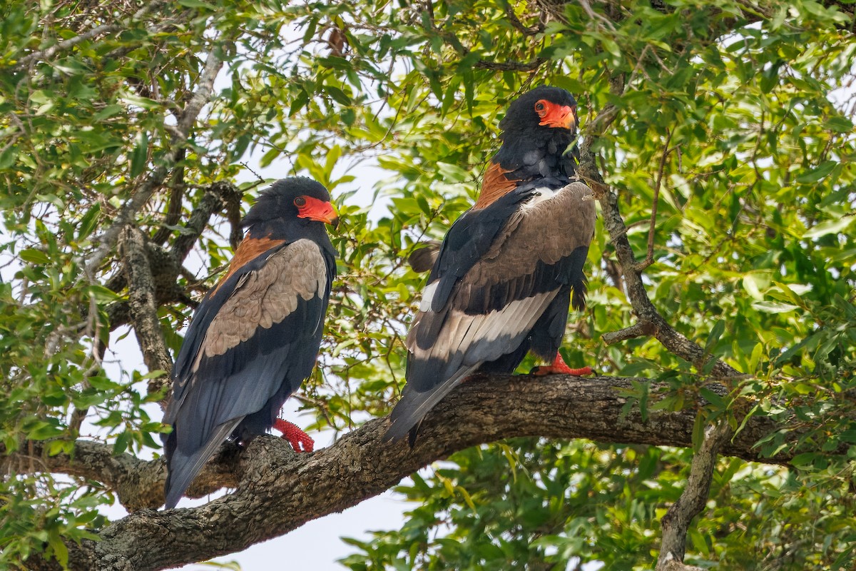 Gaukler - ML646641491