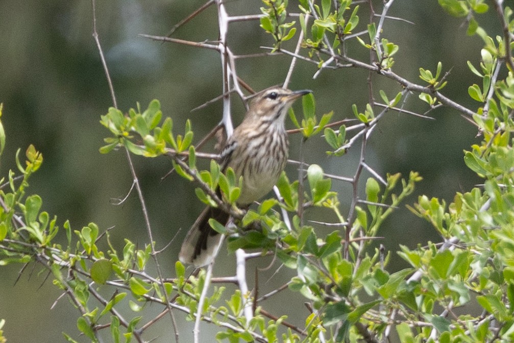 Weißbrauen-Heckensänger - ML646641495