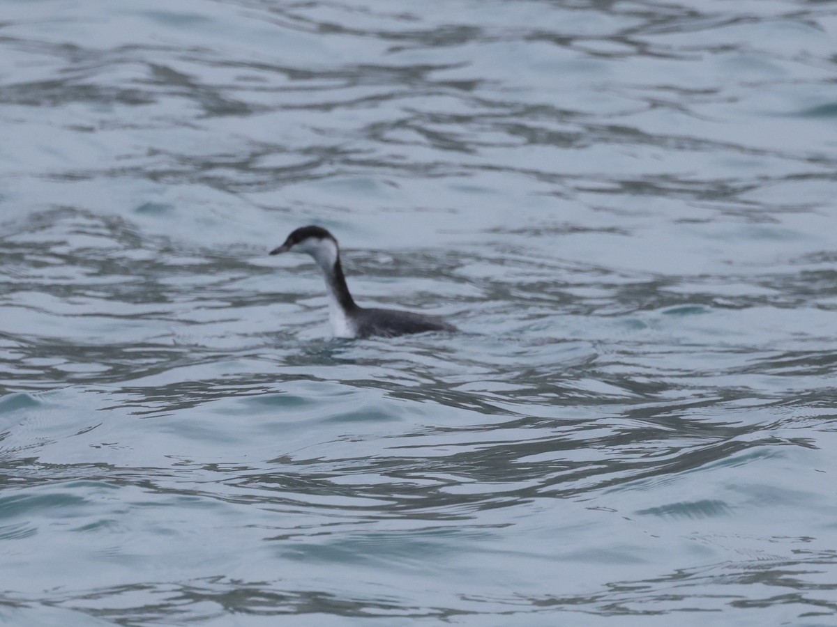 ミミカイツブリ - ML646641498