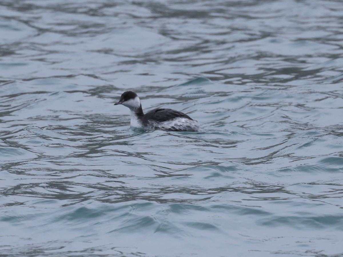 ミミカイツブリ - ML646641499