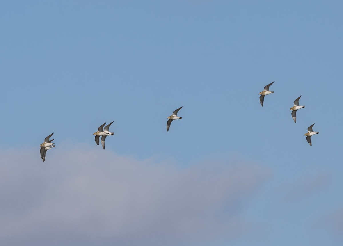 European Golden-Plover - ML646641505