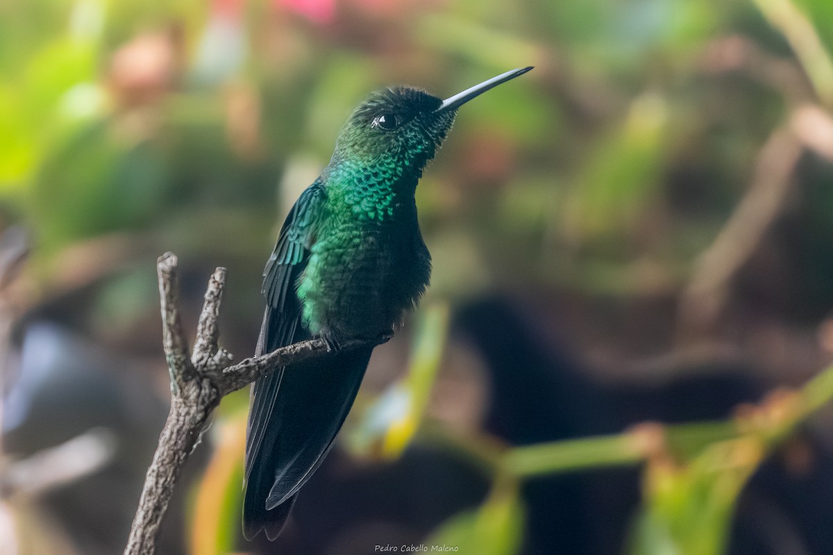 Mor Alınlı Pırıltı - ML646641507