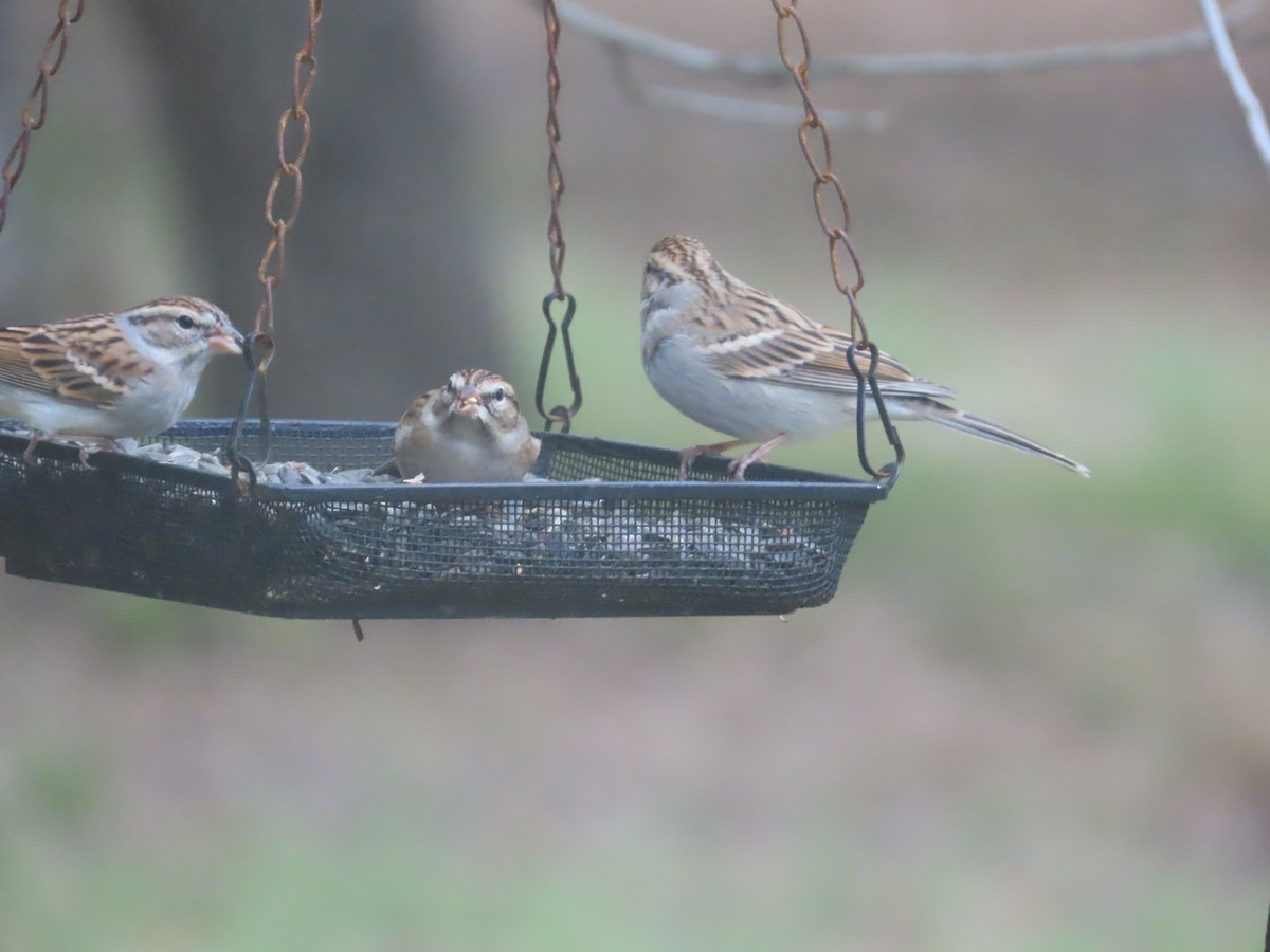 Chipping Sparrow - ML646641508