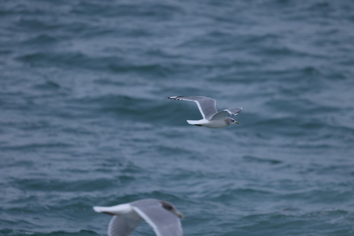 Short-billed Gull - ML646641509