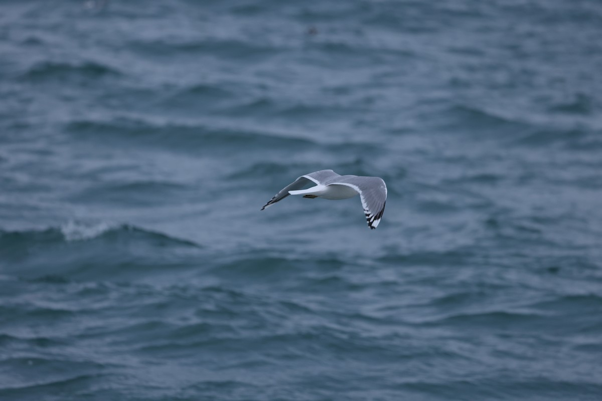Short-billed Gull - ML646641510