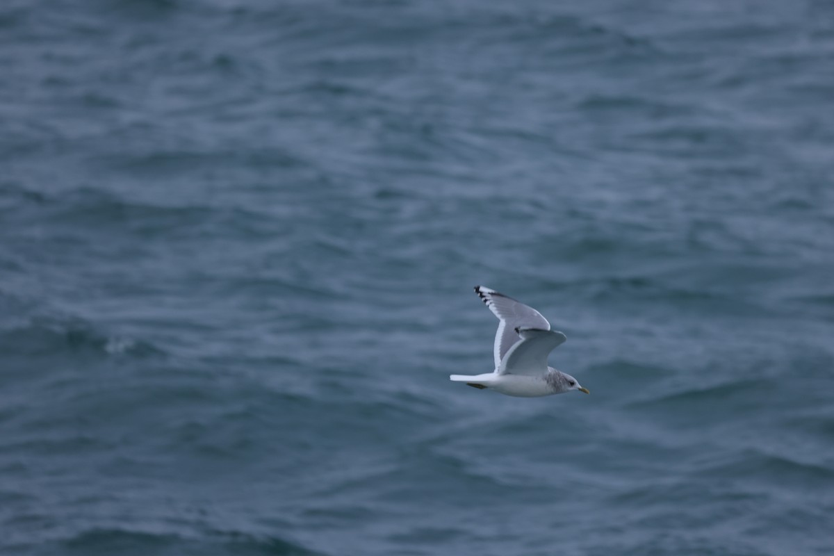 Short-billed Gull - ML646641512
