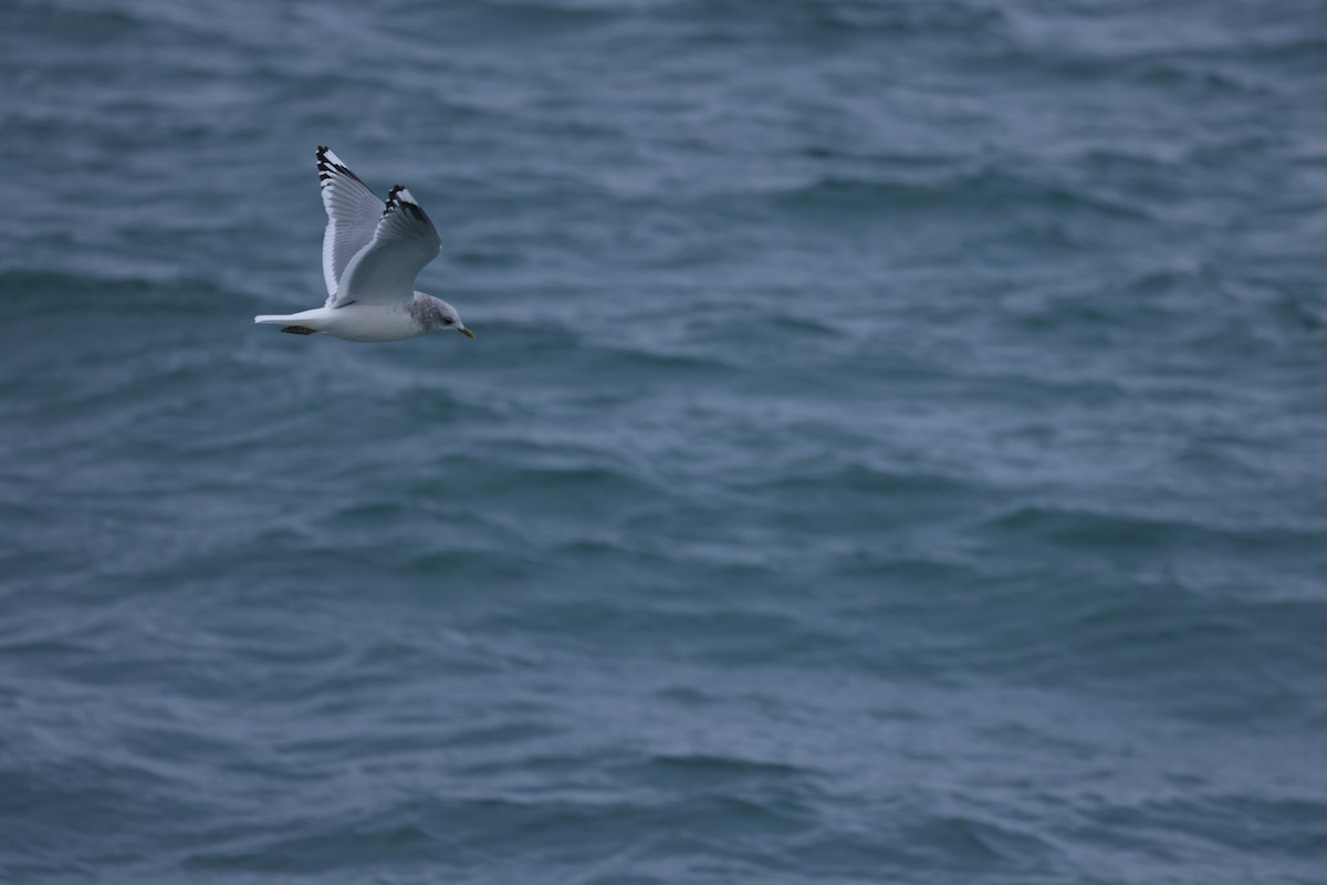 Short-billed Gull - ML646641514