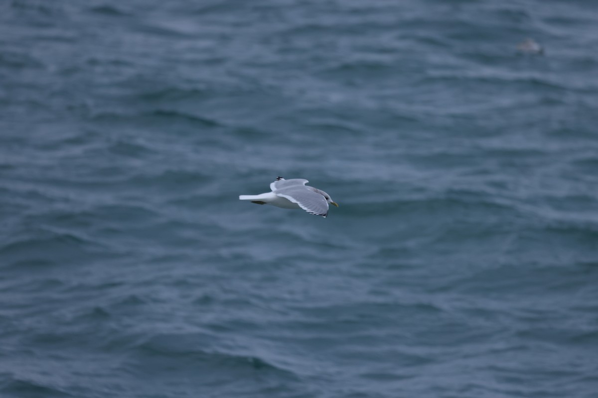 Short-billed Gull - ML646641515