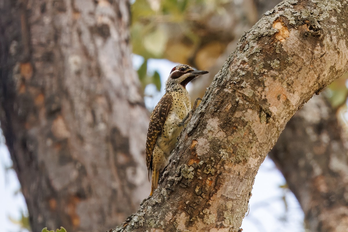 Bennettspecht - ML646641519