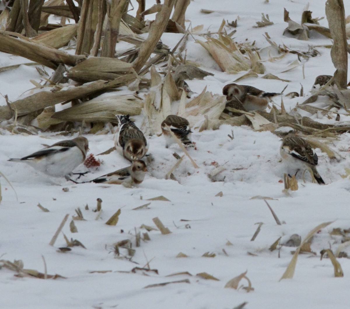 גיבתון שלג - ML646641524