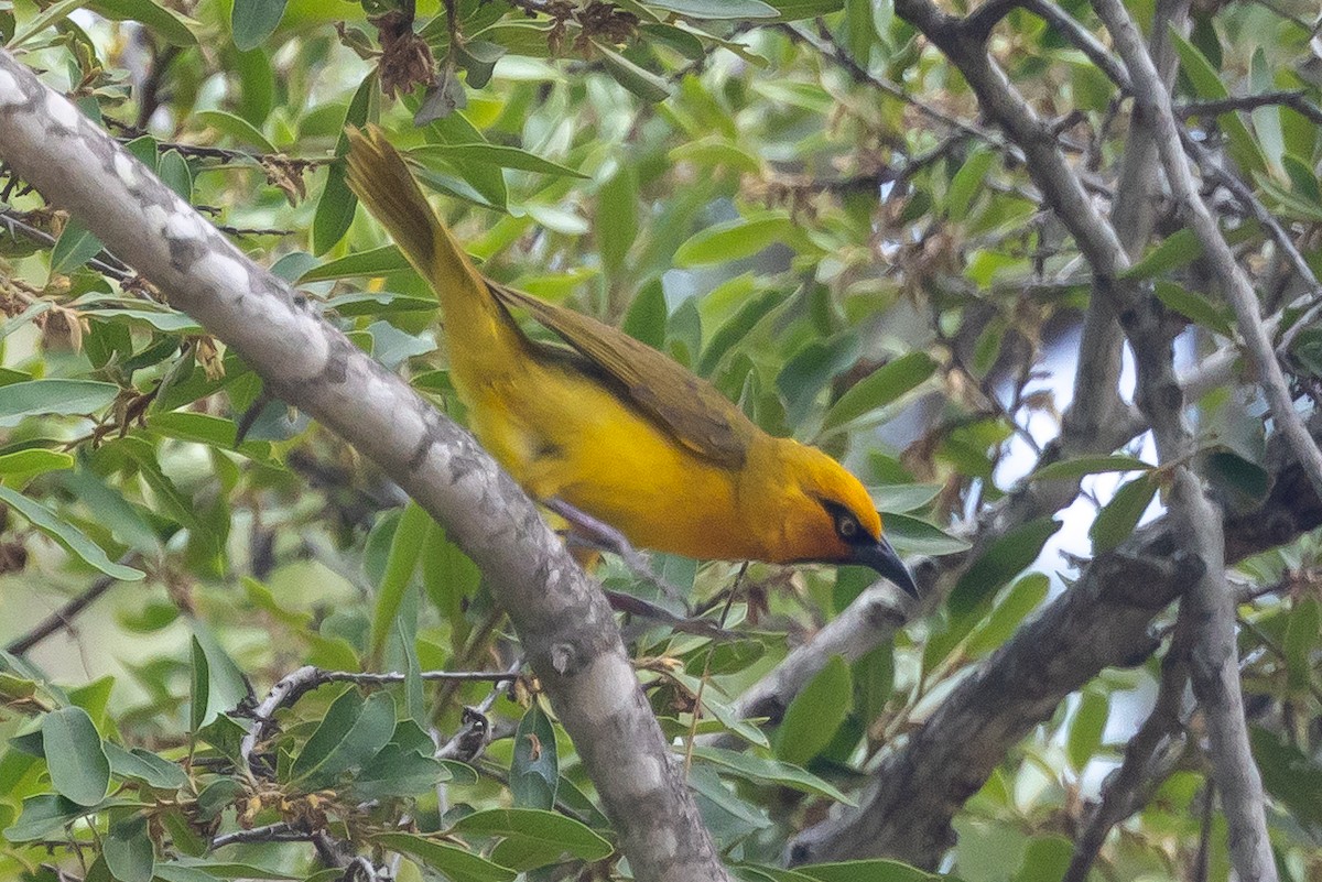 Brillenweber - ML646641526