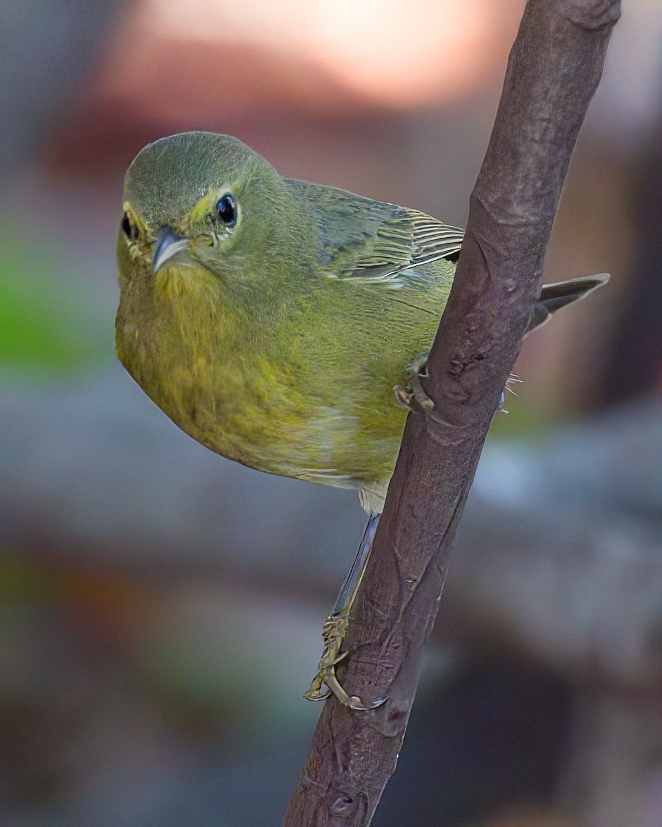 Orange-crowned Warbler - ML646641531