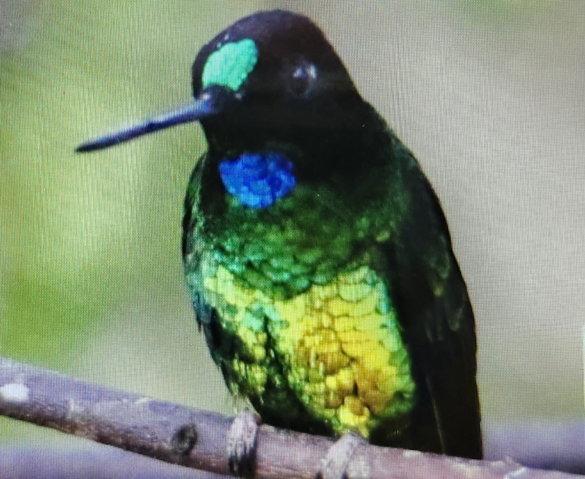 Колібрі-інка колумбійський - ML646641532