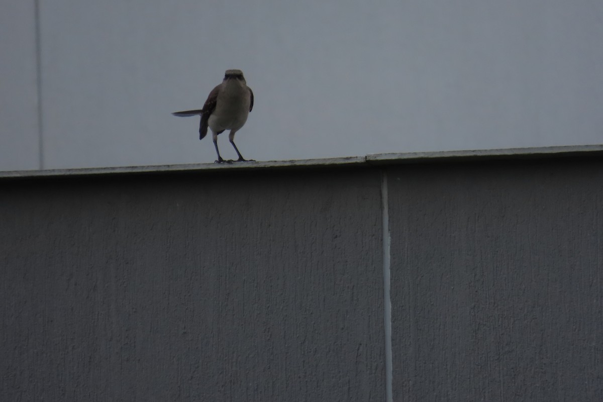 Tropikal Taklitçi - ML646641534