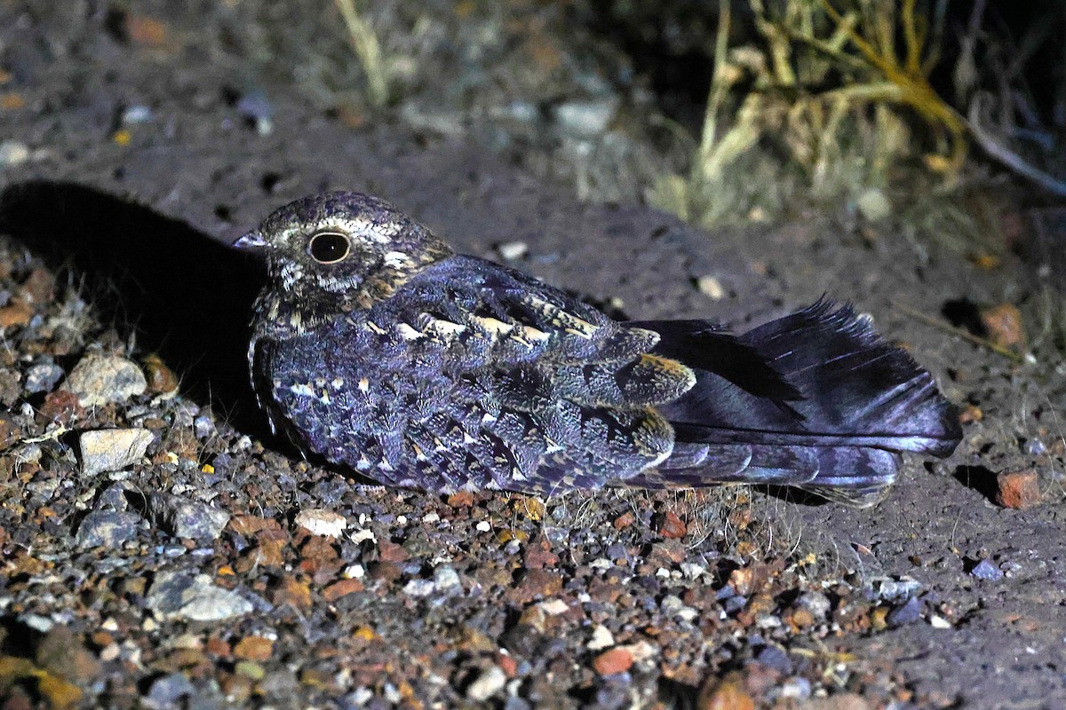 Chotacabras Portaestandarte - ML646641541