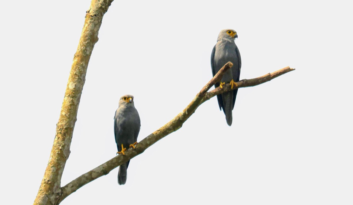 Gray Kestrel - ML646641542