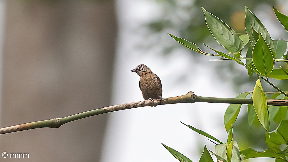 African Piculet - ML646641546