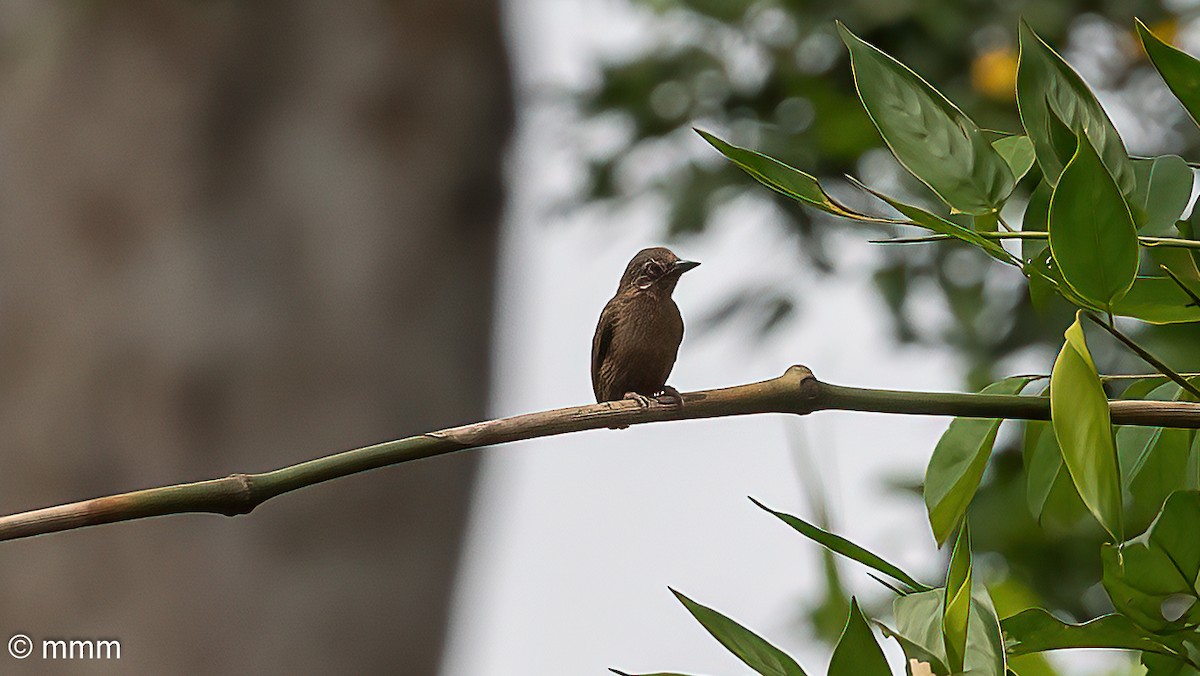 African Piculet - ML646641547