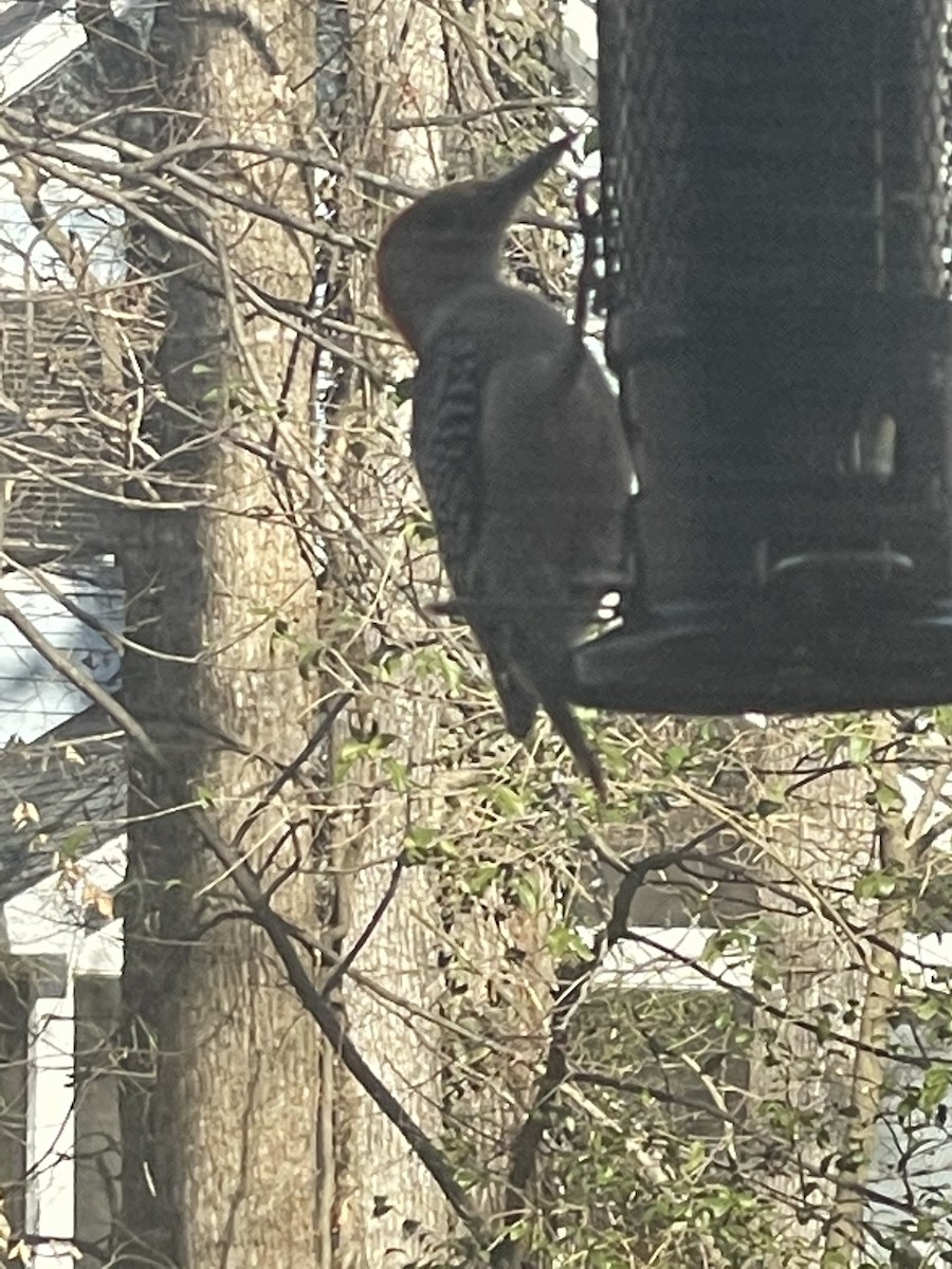 Carolinaspecht - ML646641549