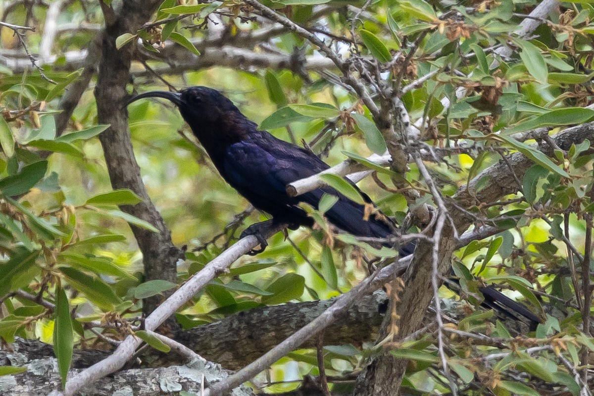 Glanzsichelhopf - ML646641550