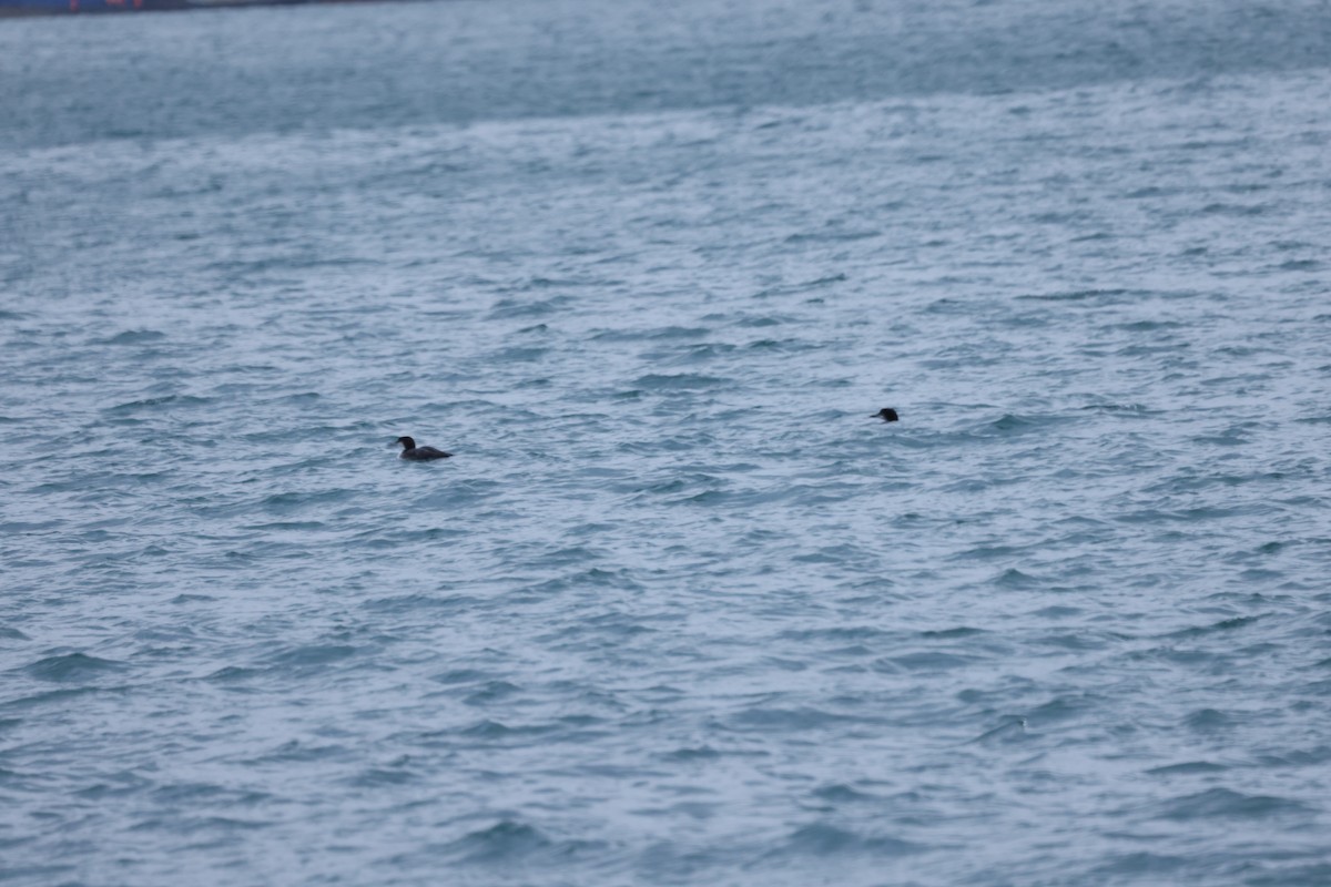 Strolaga maggiore - ML646641551