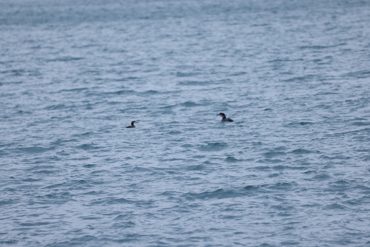 Strolaga maggiore - ML646641553