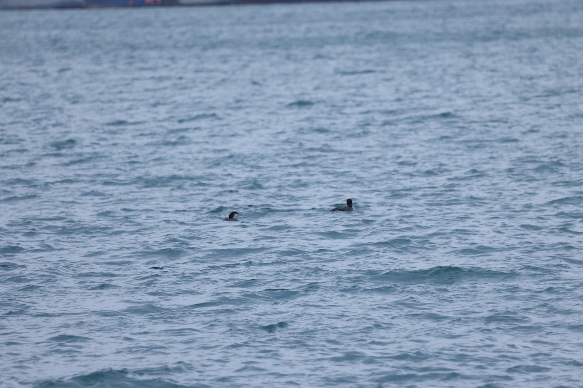 Strolaga maggiore - ML646641554