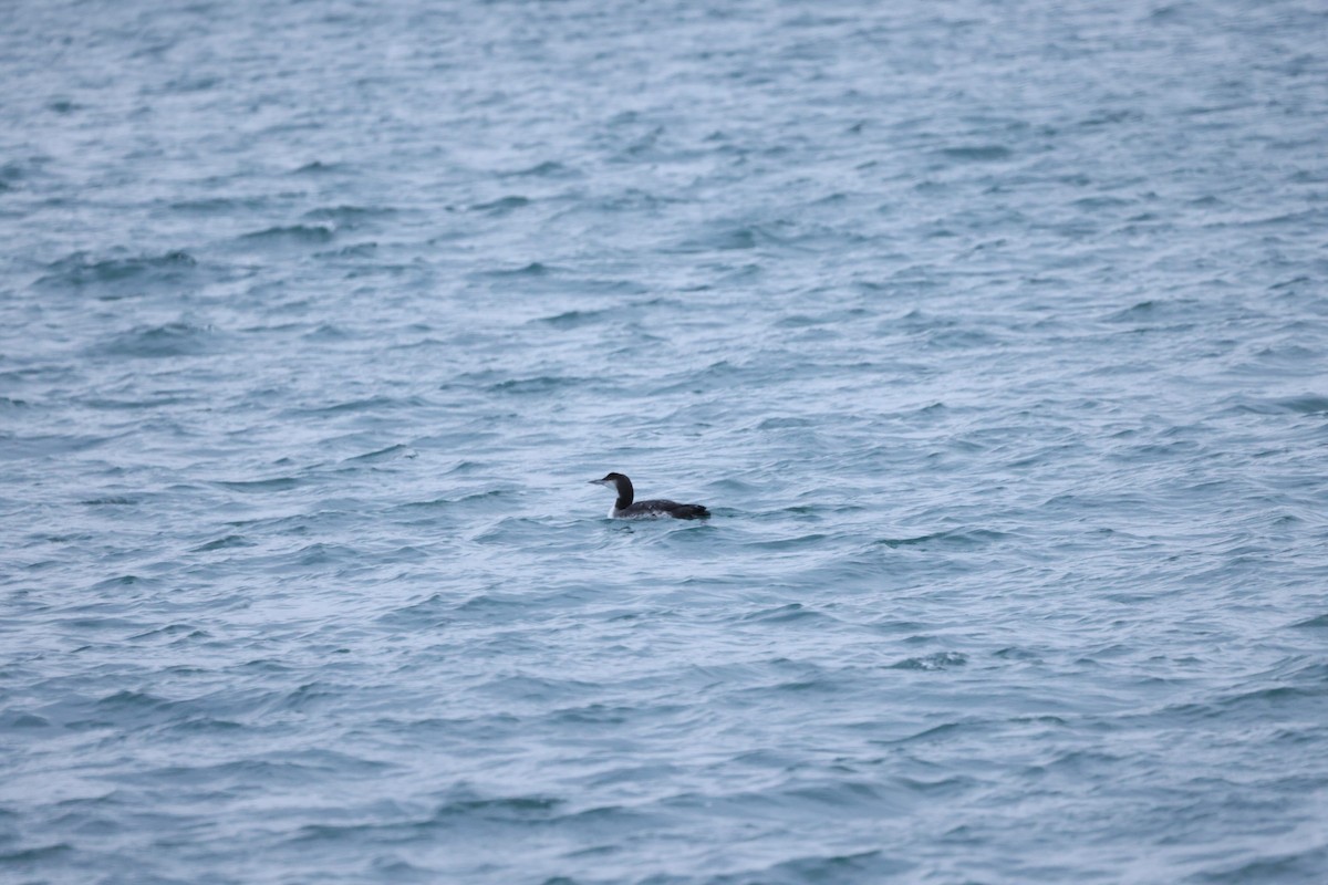 Strolaga maggiore - ML646641555