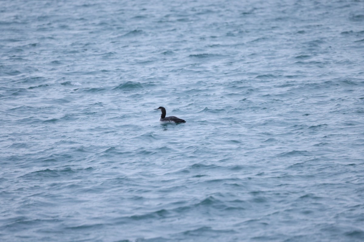 Strolaga maggiore - ML646641556