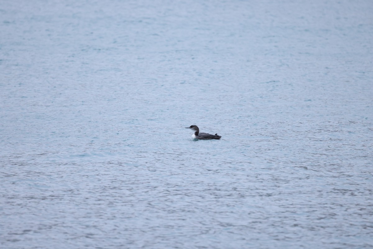 Strolaga maggiore - ML646641557