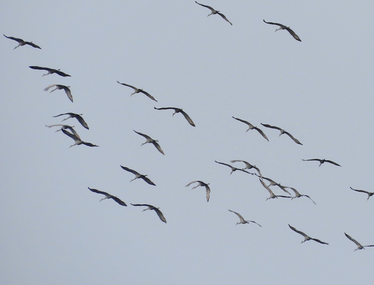 kanadatrane - ML646641558