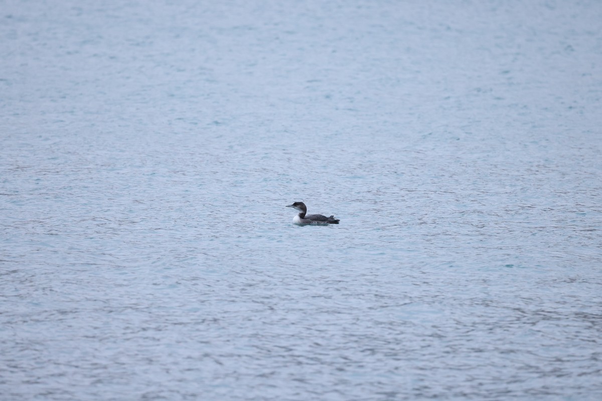 Strolaga maggiore - ML646641559