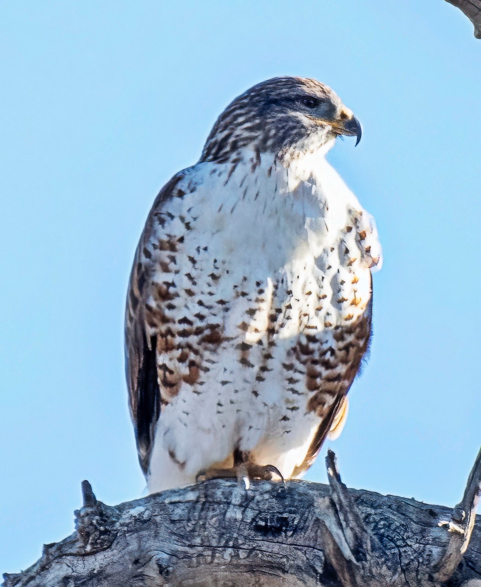 kongevåk - ML646641560