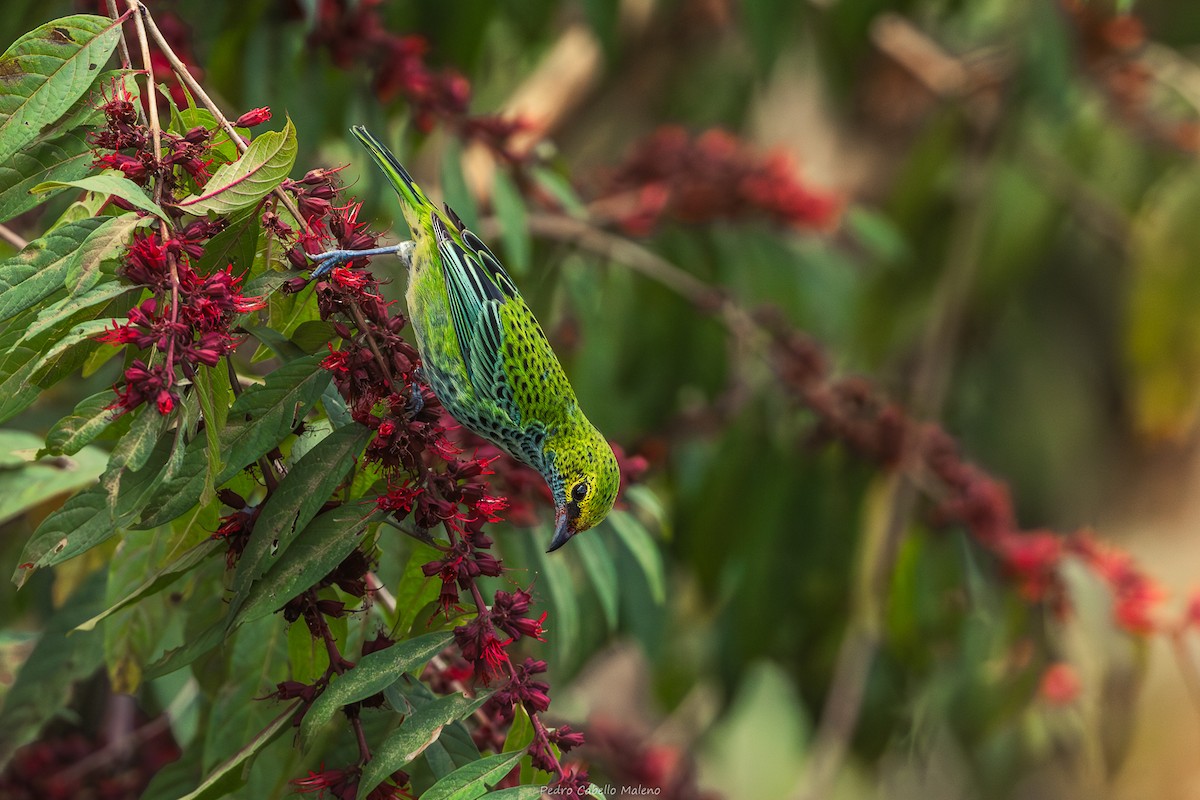 Benekli Karınlı Tangara - ML646641561