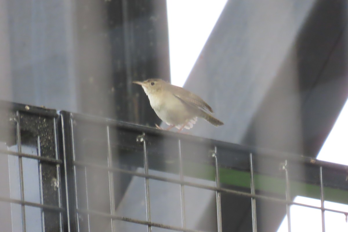 Southern House Wren - ML646641562