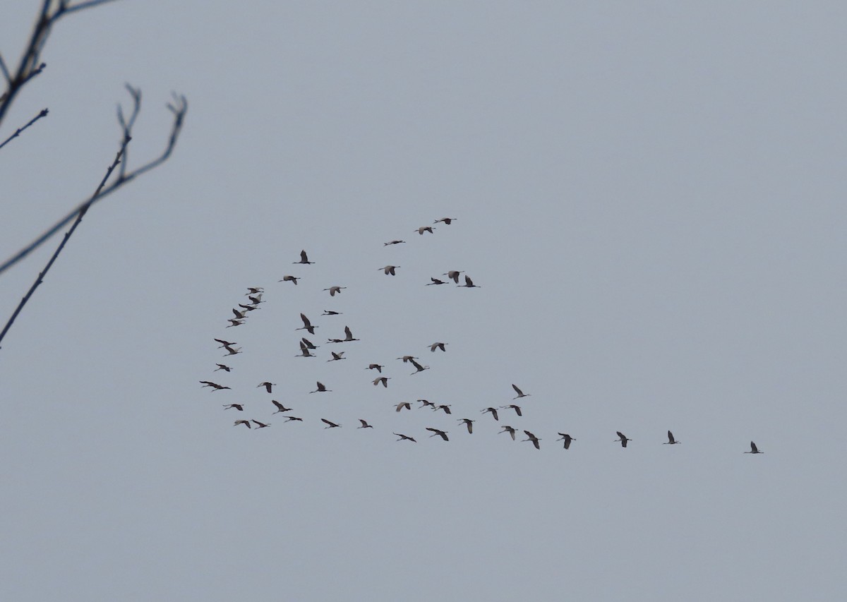 kanadatrane - ML646641563