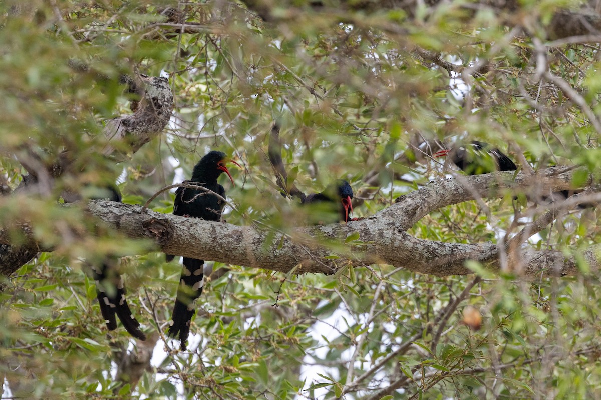 Grünbaumhopf - ML646641566